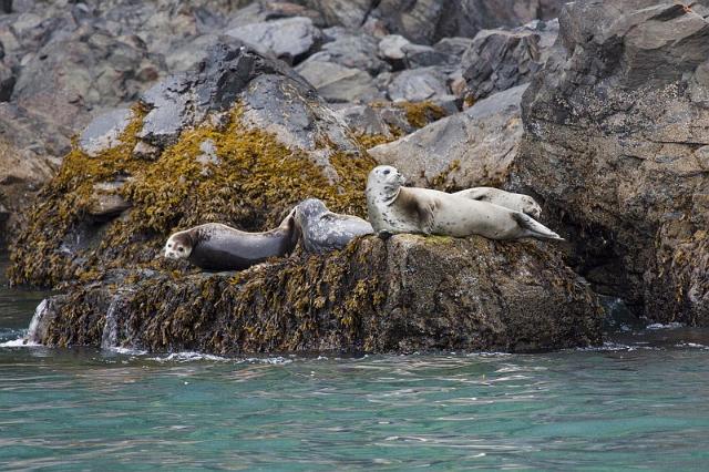 084 Seward, Kenai Fjords NP, Zeehonden.jpg